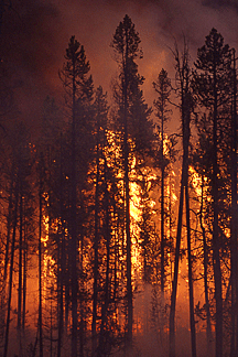 A ground fire climbs trees to the top of the canopy.