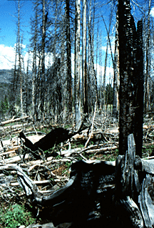Debris litters the forest floor in the aftermath of the fires.