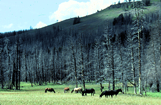 Horses and mules graze in a meadow backed by burned out tree trunks.