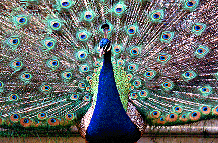 A peacock unfolds his tail.