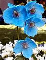 bluepoppies.jpg