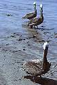 pelicans.jpg