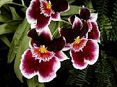 purpleorchids.jpg