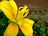 yellowlily.jpg